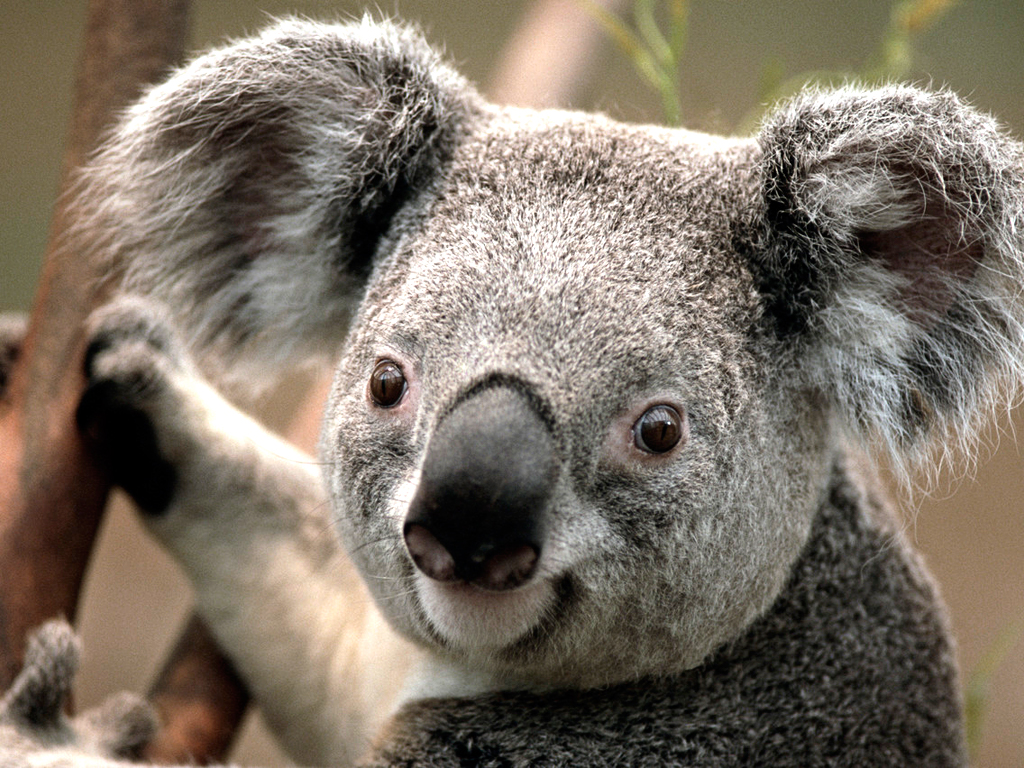 This is the Koala Photo
